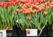 Tulipa Crossfire (1)